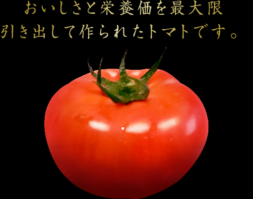 おいしさと栄養価を最大限引き出して作られたトマトです。